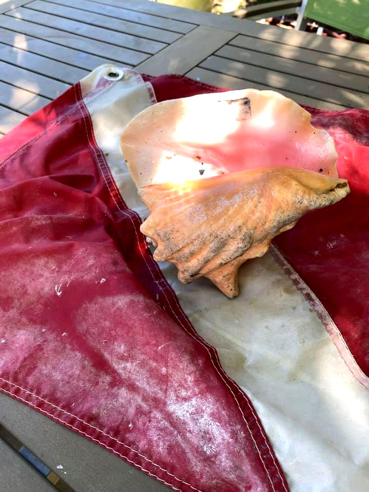 Conch Shell and Dive Flag
