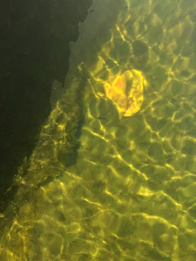 Conch Shell Under Water